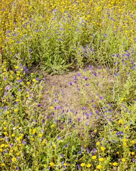 Clearing within yellow and blue flower meadow made by ants, anthill