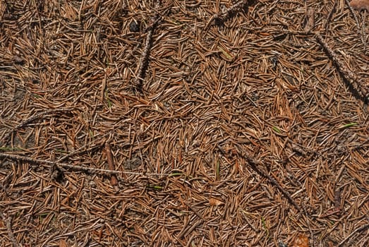 Background from dry pine needles and twigs branches on the forest path.