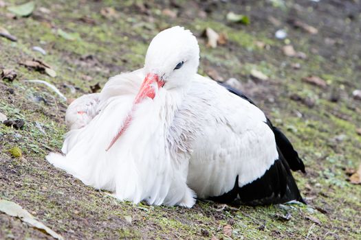 White stork sitting on a meadow, close up