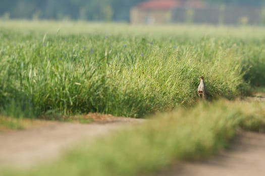 wild bird in natural habitat, nature series