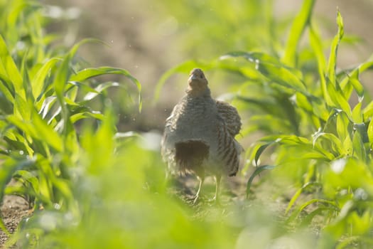 wild bird in natural habitat, nature series