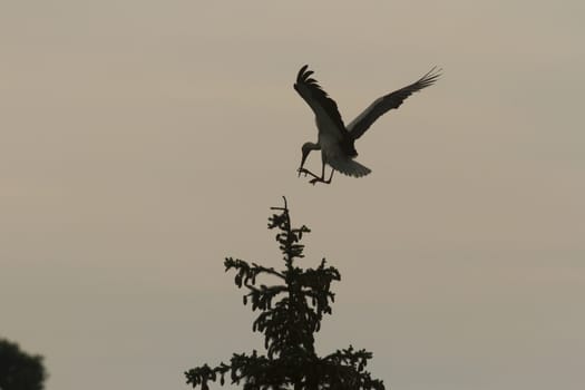 many birds in their natural habitat, nature series