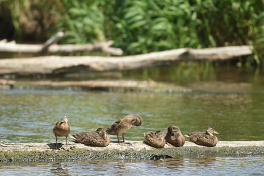 many birds in their natural habitat, nature series