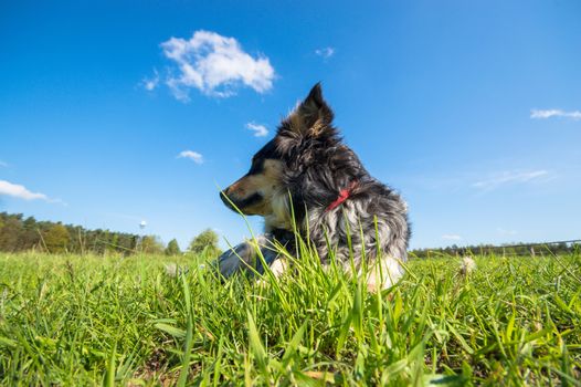 funny dog in sunny day, animals series