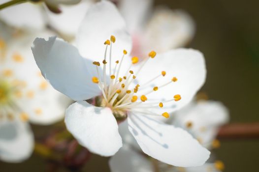 flowers as a colorful background, macro photo, nature series