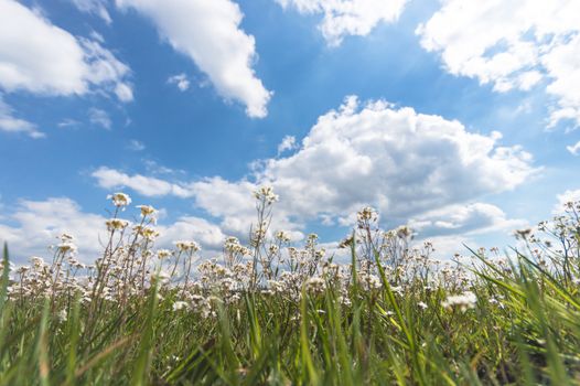 natural green colorful rural meadow, nature series