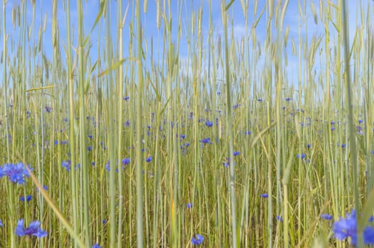 natural green colorful rural meadow, nature series