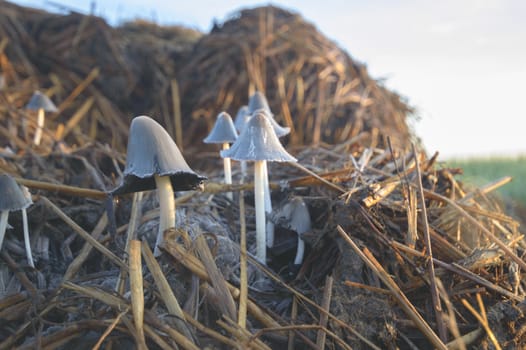 forest mushroom after longtime rain, nature series