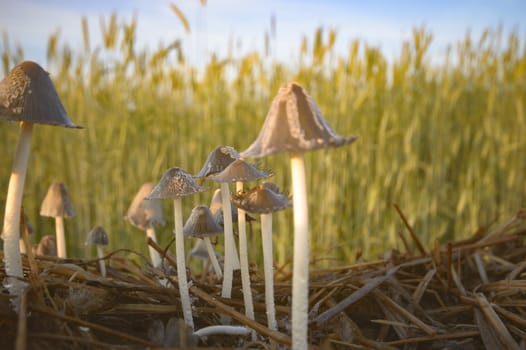 forest mushroom after longtime rain, nature series
