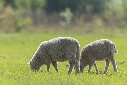 sheep on grass with blue sky, some looking at the camera