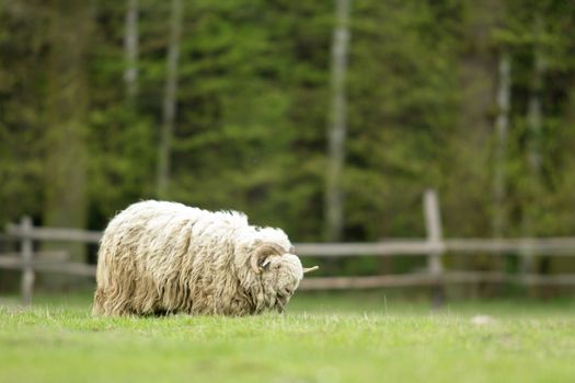 sheep on grass with blue sky, some looking at the camera