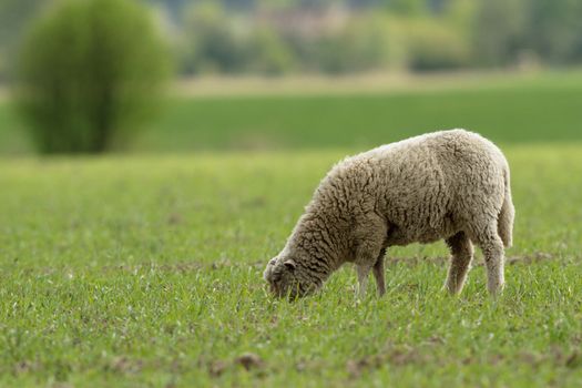 sheep on grass with blue sky, some looking at the camera