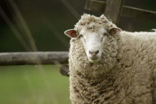sheep on grass with blue sky, some looking at the camera