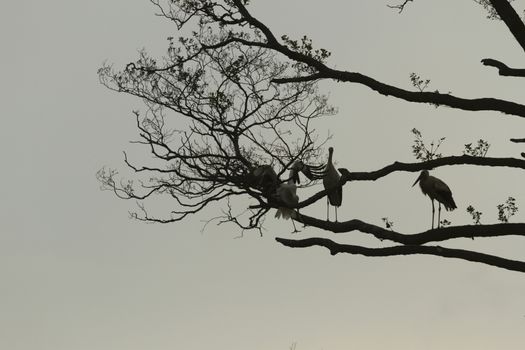 storks on green grass in sunny day, nature series