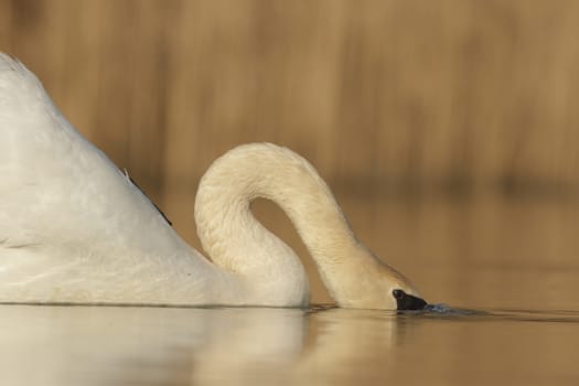 swan on blue lake in sunny day, swans on pond, nature series