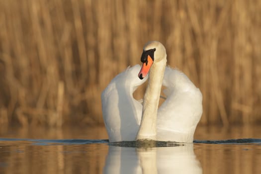 swan on blue lake in sunny day, swans on pond, nature series