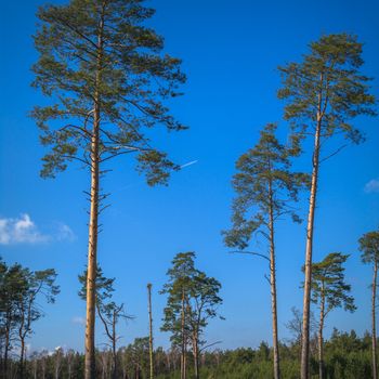 old big tree on color background with blue sky, nature series