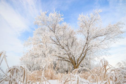 trees covered with snow in winter forest, nature series