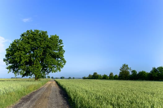 old big tree on color background with blue sky, nature series