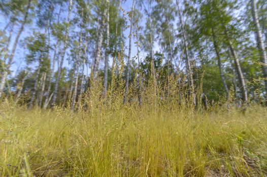 plants for natural background, nature series