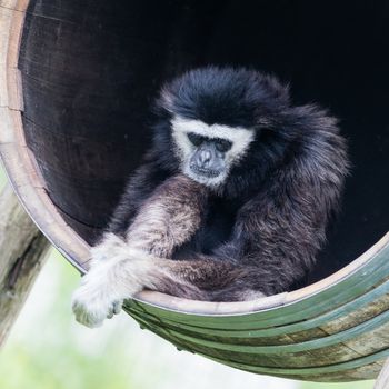 Adult white handed gibbon sitting in a barrel