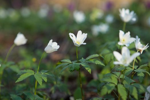 white snowdrops in the early spring in the woods