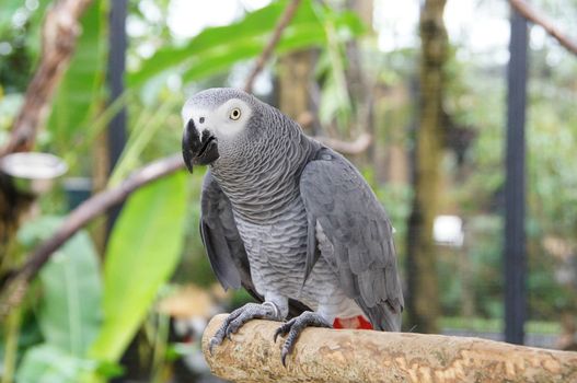Birds, Animals. Closeup Portrait Of African Grey Parrot Psittacus Erithacus Or Jako.