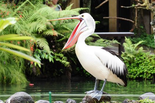 Happy Pelican A pelican, mouth wide open and standing