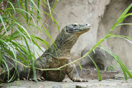 Portrait of the Komodo dragon Varanus komodoensis is the biggest living lizard in the world. On island Rinca. Indonesia.