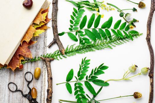 Leaves and flowers laid out on white sheet for the preparation of herbarium