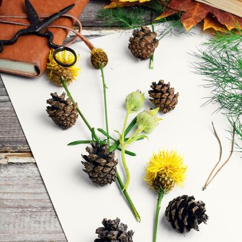 Leaves and flowers laid out on white sheet for the preparation of herbarium