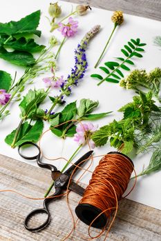 Leaves and flowers laid out on white sheet for the preparation of herbarium