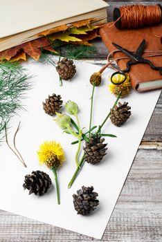 Leaves and flowers laid out on white sheet for the preparation of herbarium