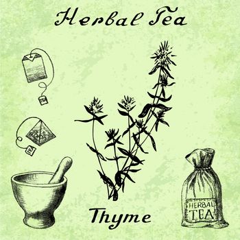 Herbal tea, thyme, mortar and pestle, bag, tea bag. Vector hand drawn illustration. Botanical drawing. Pencil drawing