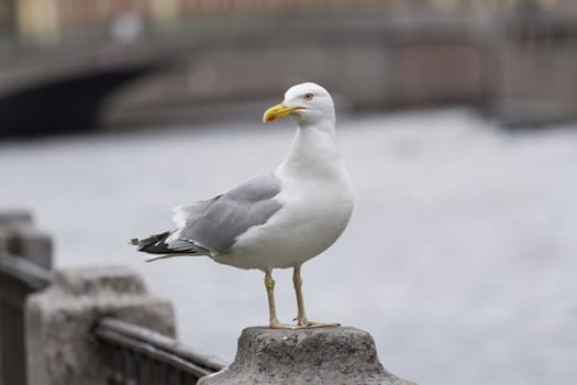 Seagull on a granite parapet River in Saint-Petersburg
