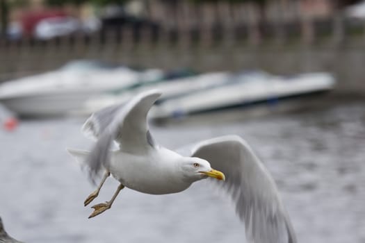 Sea Gull flies over the River in Saint-Petersburg