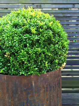 Trimmed myrtle tree in a rusty iron pot. Vintage style garden decoration.