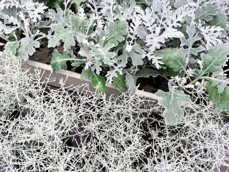 Decorative plants Centaurea Cineraria and Calocephalus Brownii. Scandinavian garden center.