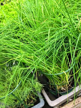 Chives and dill growing in pots. Edible green herbs.