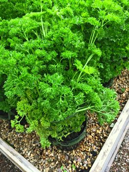 Fresh curly parsley growing in pots. Summer vegetable garden.