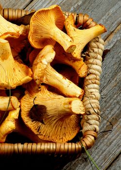 Wicker Basket Full of Fresh Raw Chanterelles Cross Section on Rustic Wooden background