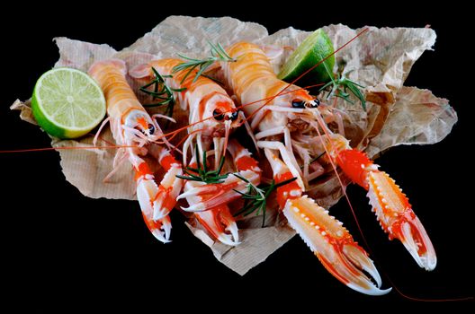 Three Delicious Raw Langoustines with LimeHalves and Rosemary on Parchment Paper closeup on Black Wooden background