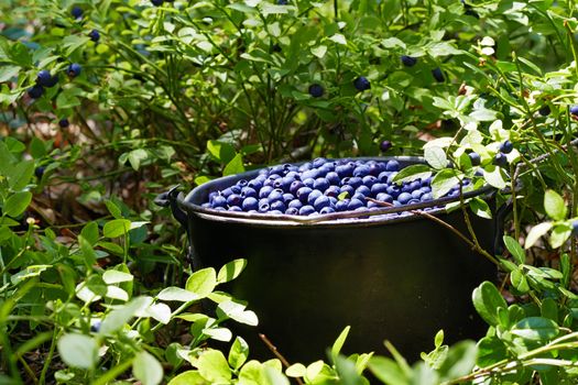 Pot with wild blueberries in the grass with berries on a Sunny day.