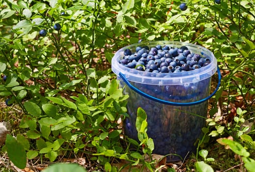 Bucket with wild blueberries in the grass with berries on a Sunny day.