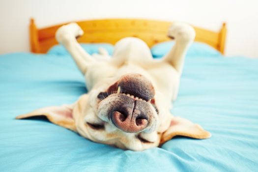 Dog is lying on back on the bed - selective focus