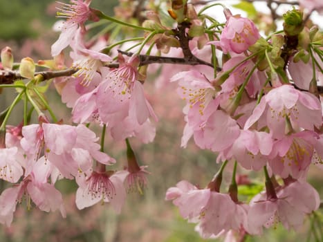 The close up of pink sakura flower branch (cherry blossom).