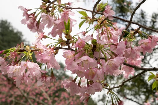 The close up of pink sakura flower branch (cherry blossom).