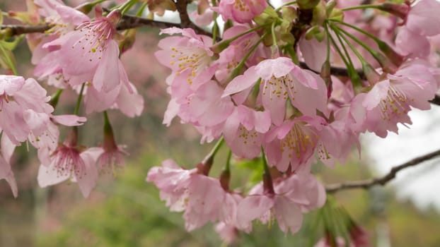 The close up of pink sakura flower branch (cherry blossom).