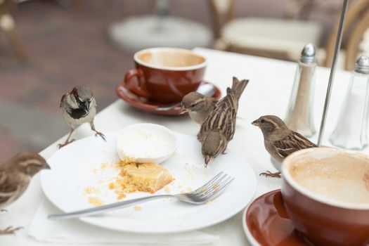 Sparrows dine uninvited at local cafe when patron leave.