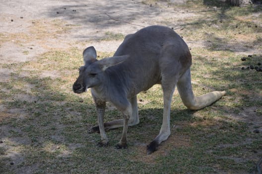 Kangaroo summer